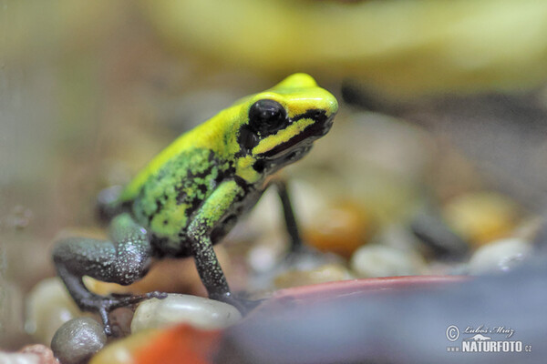 Phyllobates bicolor (Phyllobates bicolor)