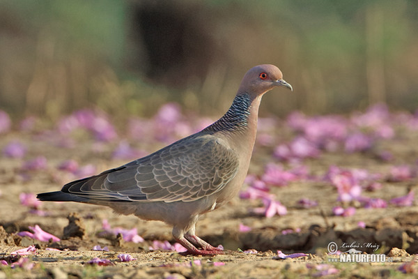 Picazurotaube (Patagioenas picazuro)