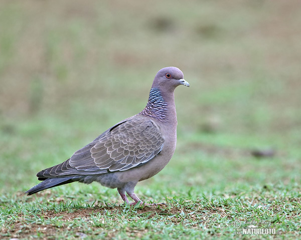 Picazurotaube (Patagioenas picazuro)