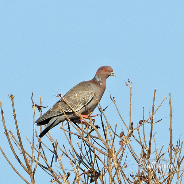 Picazurotaube (Patagioenas picazuro)