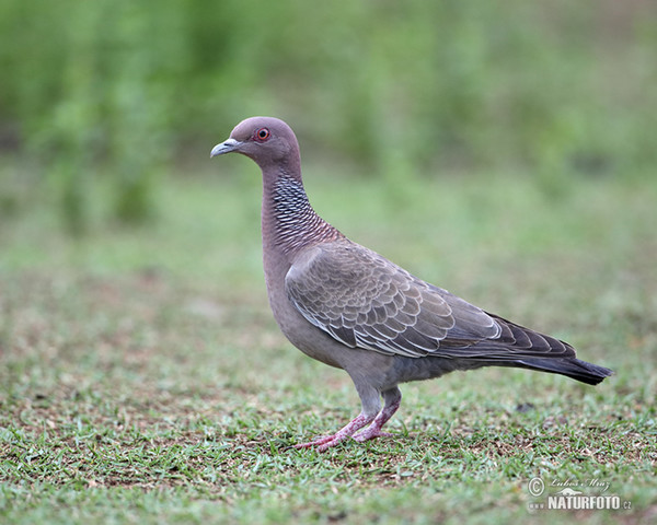 Picazurotaube (Patagioenas picazuro)