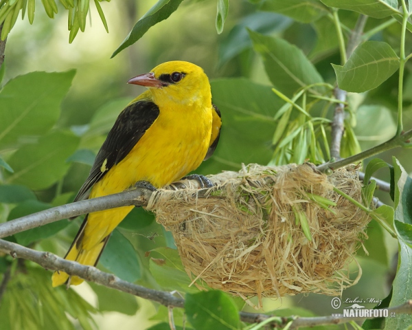 Pirol (Oriolus oriolus)