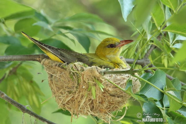 Pirol (Oriolus oriolus)