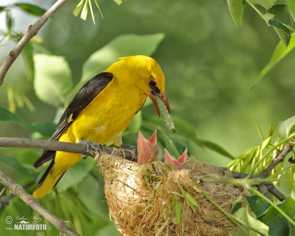 Pirol (Oriolus oriolus)