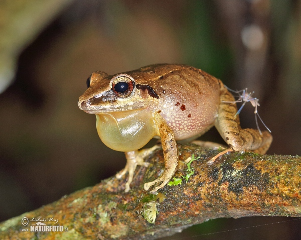 Pristimantis achatinus (Pristimantis achatinus)