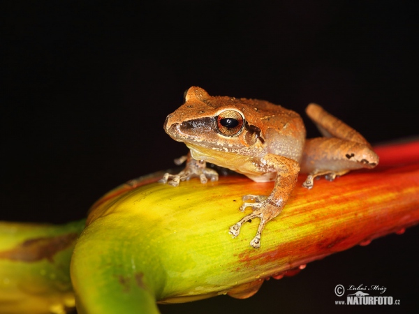 Pristimantis achatinus (Pristimantis achatinus)