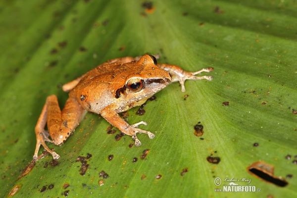 Pristimantis achatinus (Pristimantis achatinus)