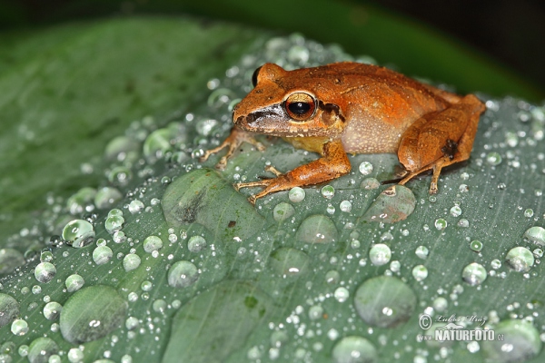 Pristimantis achatinus (Pristimantis achatinus)