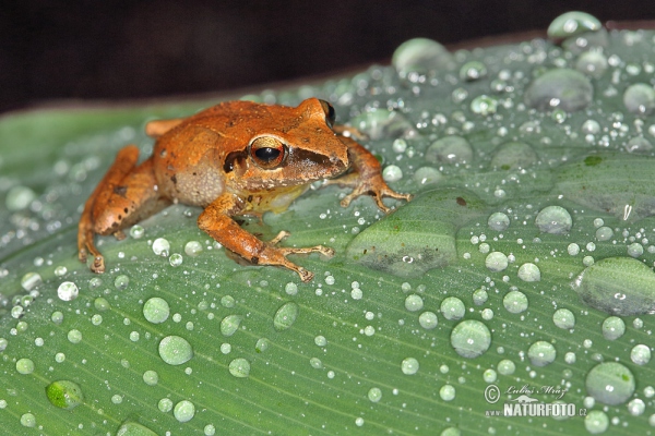 Pristimantis achatinus (Pristimantis achatinus)