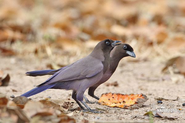 Purpurblaurabe (Cyanocorax cyanomelas)