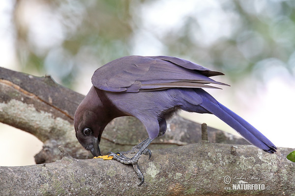 Purpurblaurabe (Cyanocorax cyanomelas)