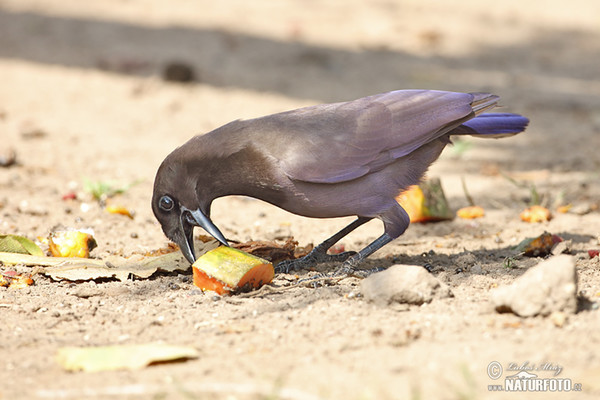 Purpurblaurabe (Cyanocorax cyanomelas)