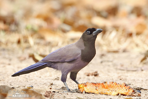 Purpurblaurabe (Cyanocorax cyanomelas)