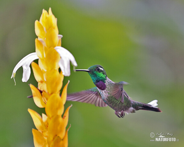 Purpurbrustkolibri (Urosticle benjamini)