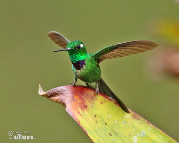 Purpurbrustkolibri (Urosticle benjamini)