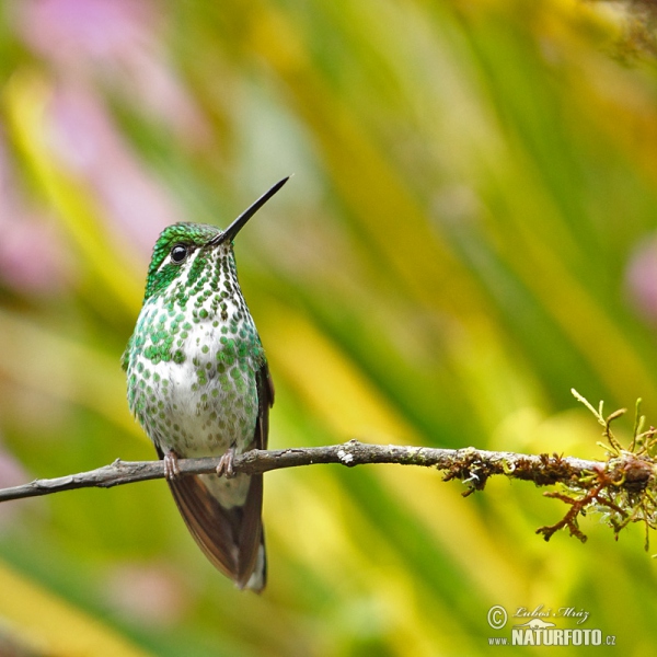 Purpurbrustkolibri (Urosticle benjamini)