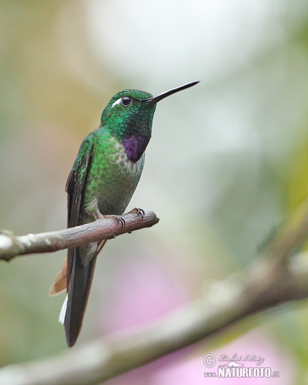 Purpurbrustkolibri (Urosticle benjamini)