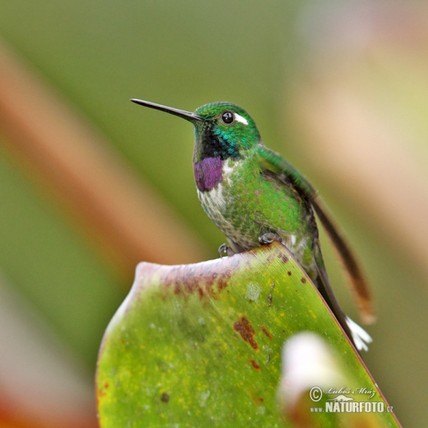 Purpurbrustkolibri (Urosticle benjamini)