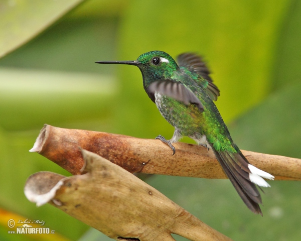 Purpurbrustkolibri (Urosticle benjamini)