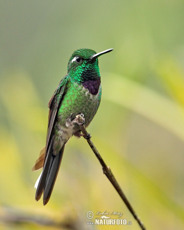 Purpurbrustkolibri (Urosticle benjamini)