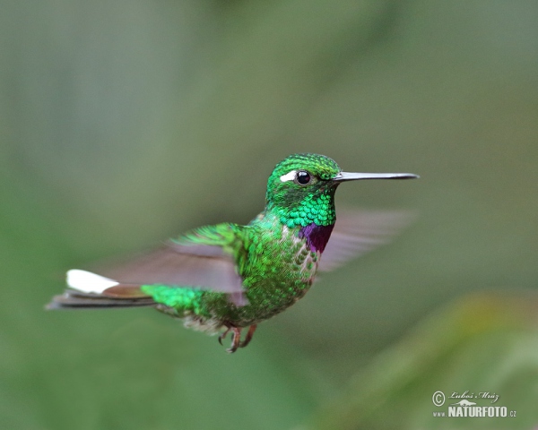 Purpurbrustkolibri (Urosticle benjamini)