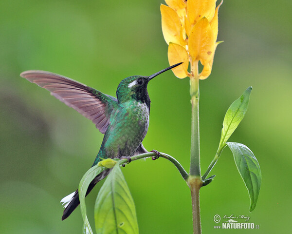 Purpurbrustkolibri (Urosticle benjamini)