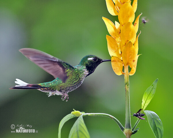 Purpurbrustkolibri (Urosticle benjamini)