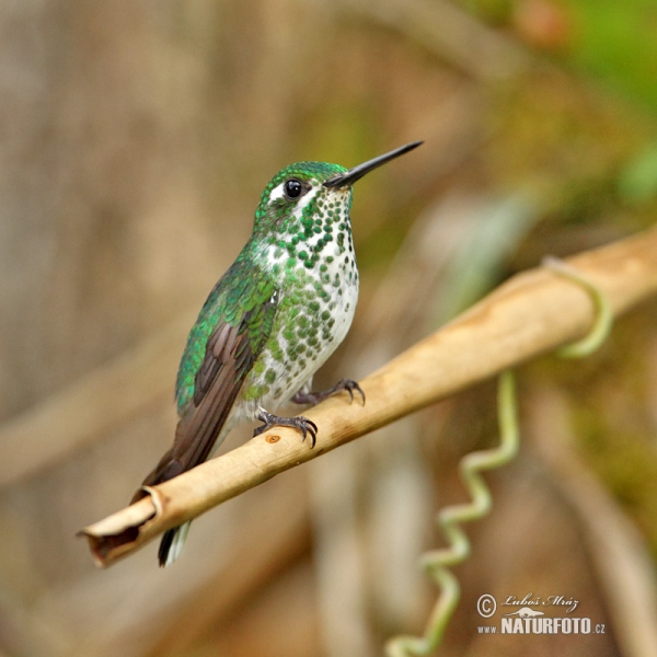 Purpurbrustkolibri (Urosticle benjamini)