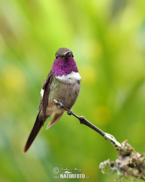 Purpurkehl-Sternkolibri (Calliphox mitchellii)