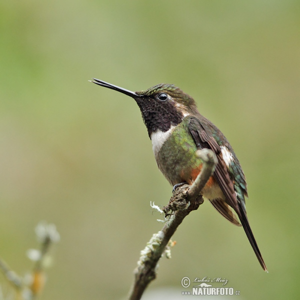 Purpurkehl-Sternkolibri (Calliphox mitchellii)