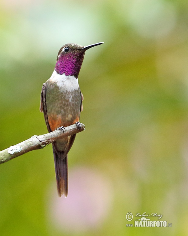 Purpurkehl-Sternkolibri (Calliphox mitchellii)