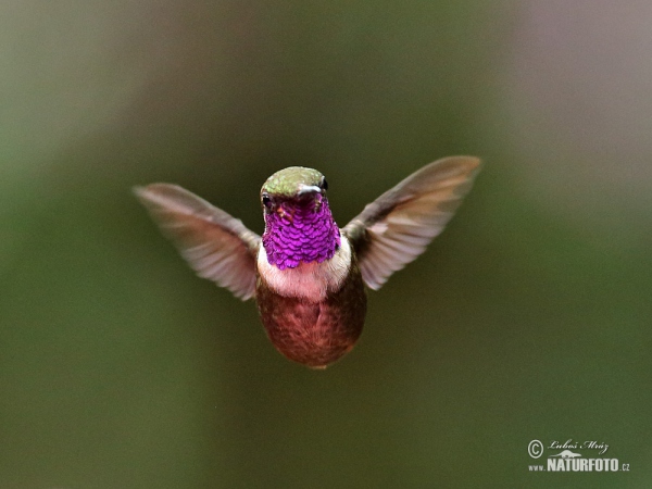 Purpurkehl-Sternkolibri (Calliphox mitchellii)