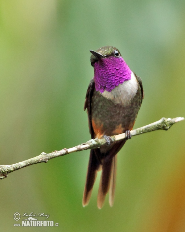 Purpurkehl-Sternkolibri (Calliphox mitchellii)