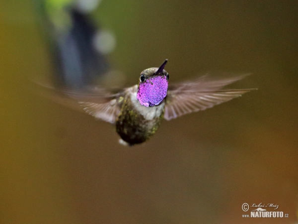 Purpurkehl-Sternkolibri (Calliphox mitchellii)