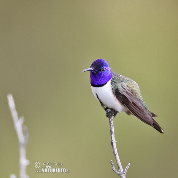 Purpurkopfkolibri (Oreotrochilus chimborazo)