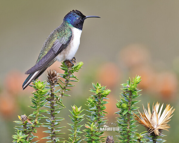 Purpurkopfkolibri (Oreotrochilus chimborazo)