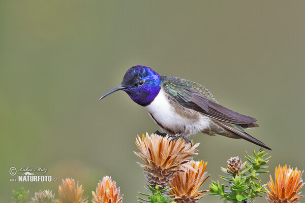 Purpurkopfkolibri (Oreotrochilus chimborazo)