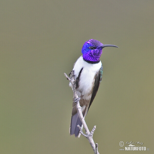 Purpurkopfkolibri (Oreotrochilus chimborazo)