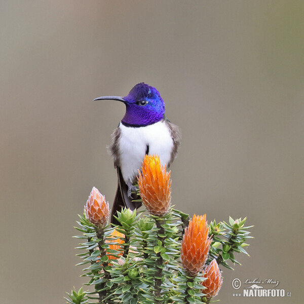 Purpurkopfkolibri (Oreotrochilus chimborazo)