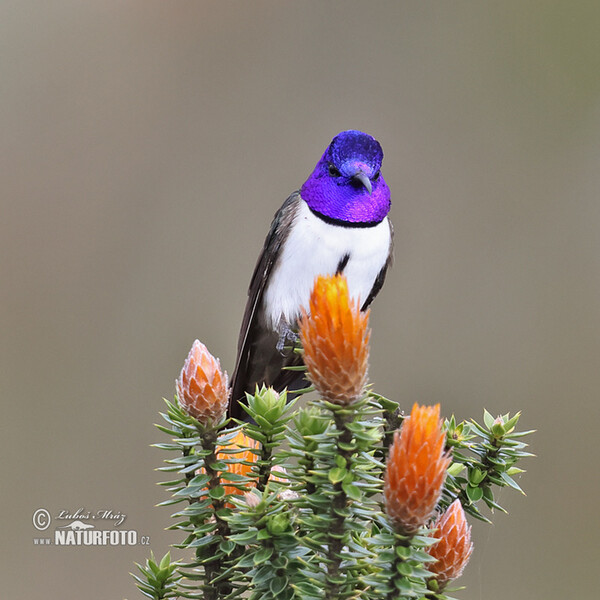 Purpurkopfkolibri (Oreotrochilus chimborazo)