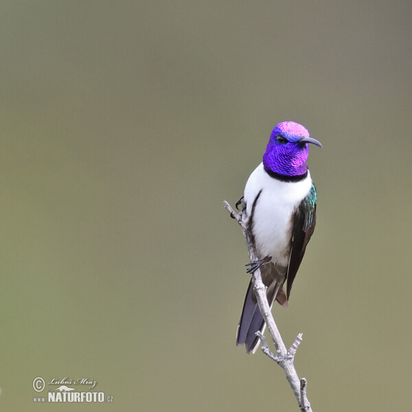 Purpurkopfkolibri (Oreotrochilus chimborazo)