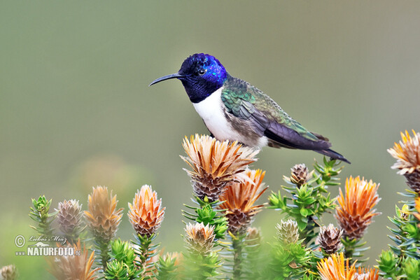 Purpurkopfkolibri (Oreotrochilus chimborazo)