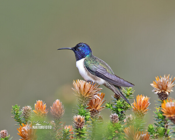 Purpurkopfkolibri (Oreotrochilus chimborazo)