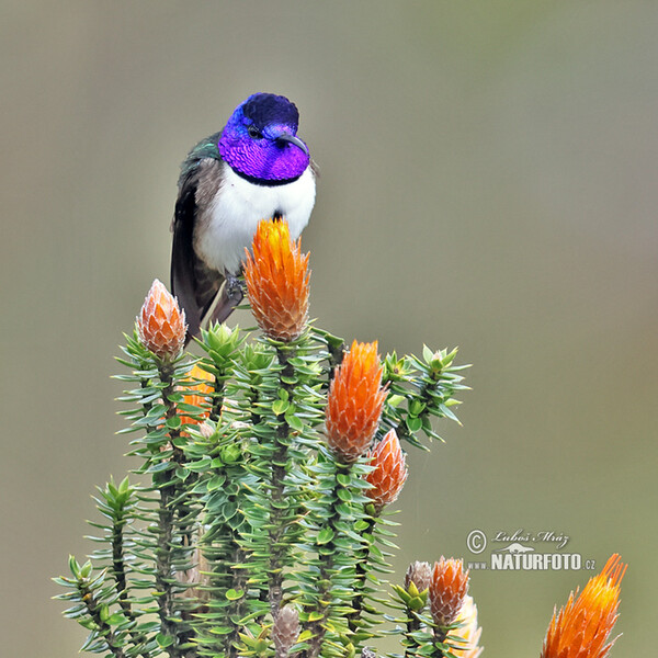 Purpurkopfkolibri (Oreotrochilus chimborazo)