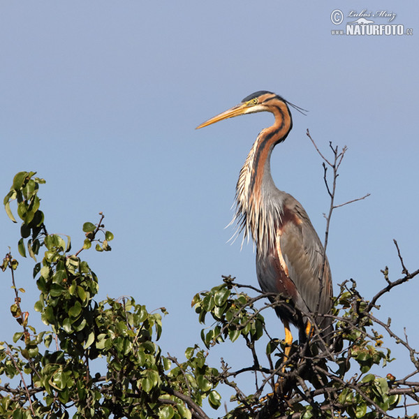 Purpurreiher (Ardea purpurea)