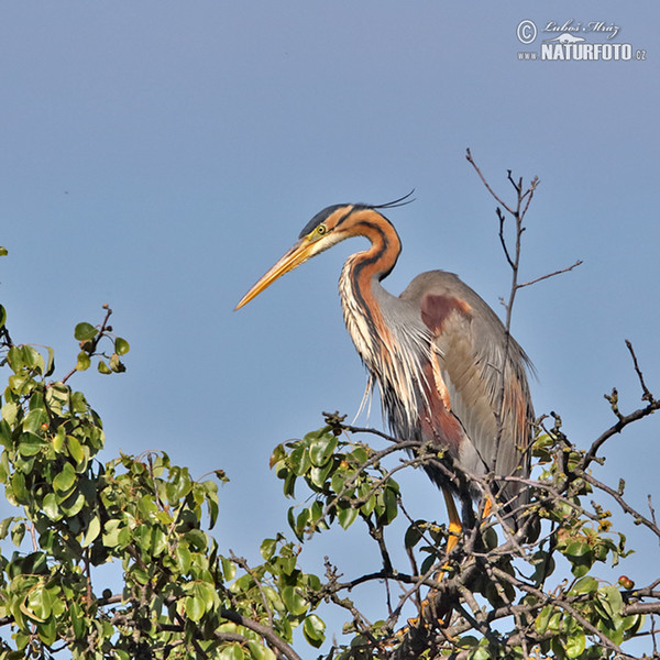 Purpurreiher (Ardea purpurea)