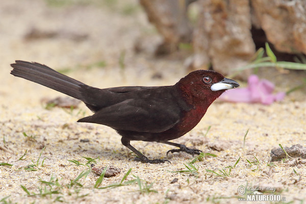 Purpurtangare (Ramphocelus carbo)