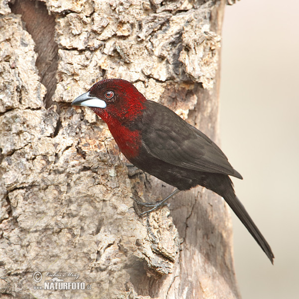 Purpurtangare (Ramphocelus carbo)