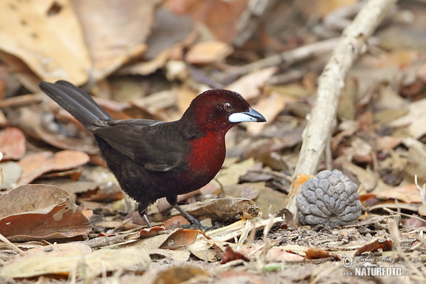 Purpurtangare (Ramphocelus carbo)