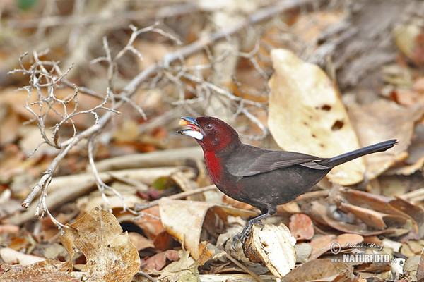 Purpurtangare (Ramphocelus carbo)